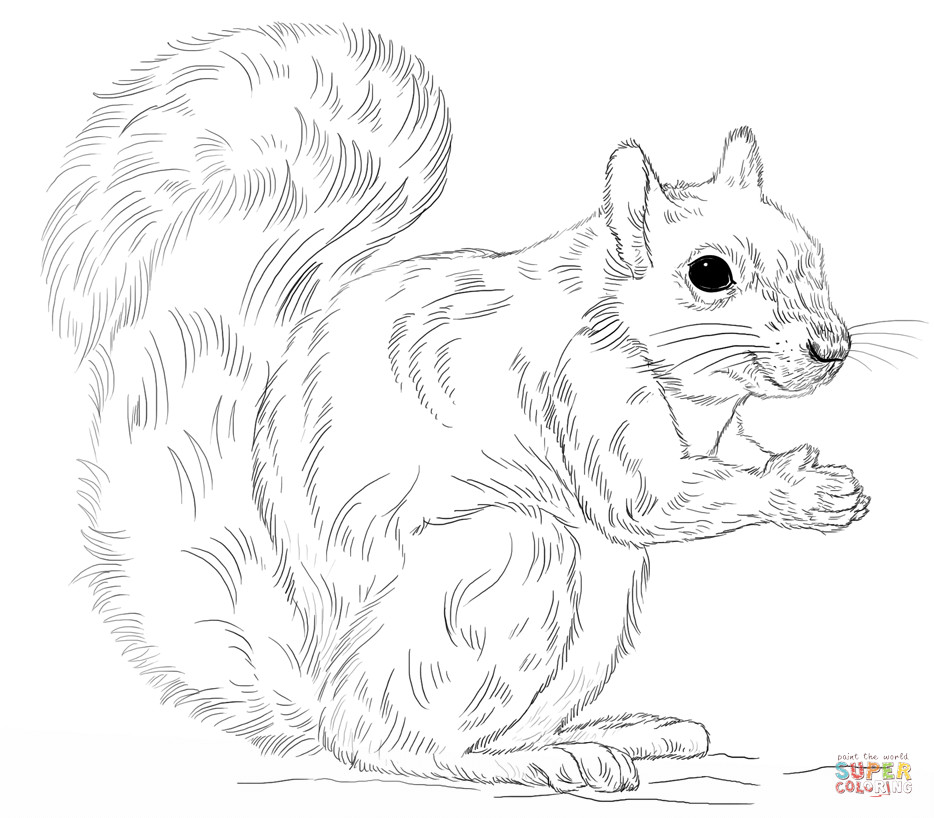 934x818 Inspiring Squirrel Coloring Sheet Squirrels Pages Free