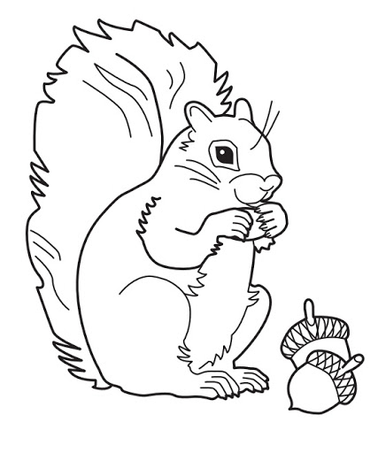 427x512 Squirrel Coloring Pages