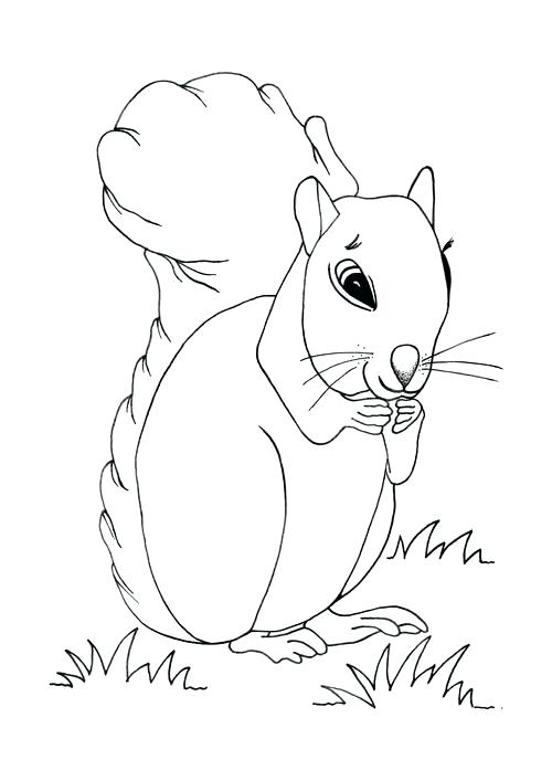 500x707 Squirrel Coloring Pages For Adults Colouring Squirrels Scene Page