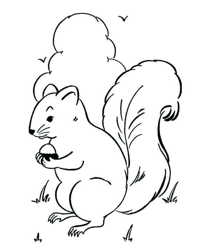 670x820 Squirrel Pictures To Color Farm Animal Coloring Page Squirrel