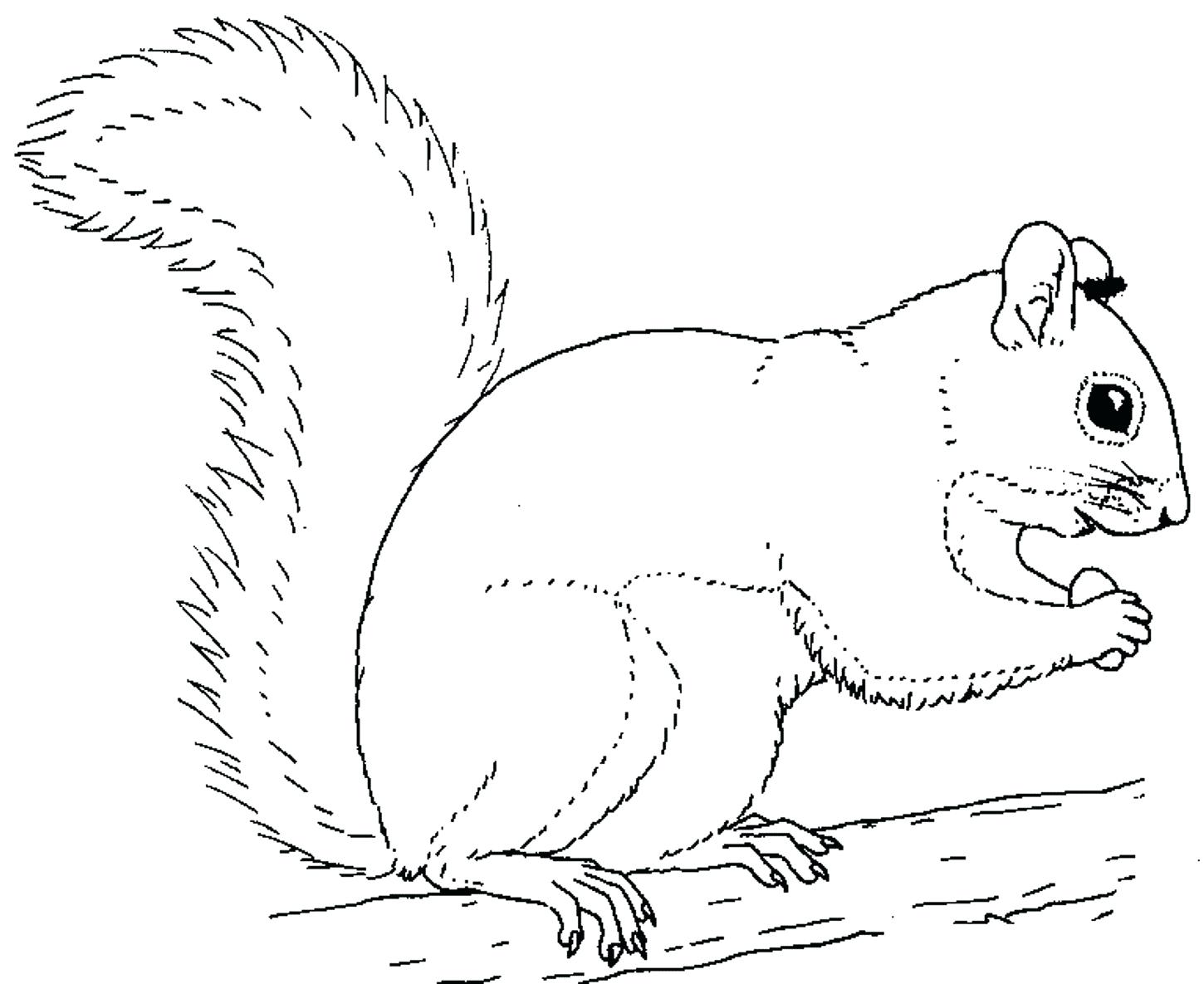 1450x1185 Coloring Coloring Pages Of Squirrels Drawn Contrast Squirrel 3