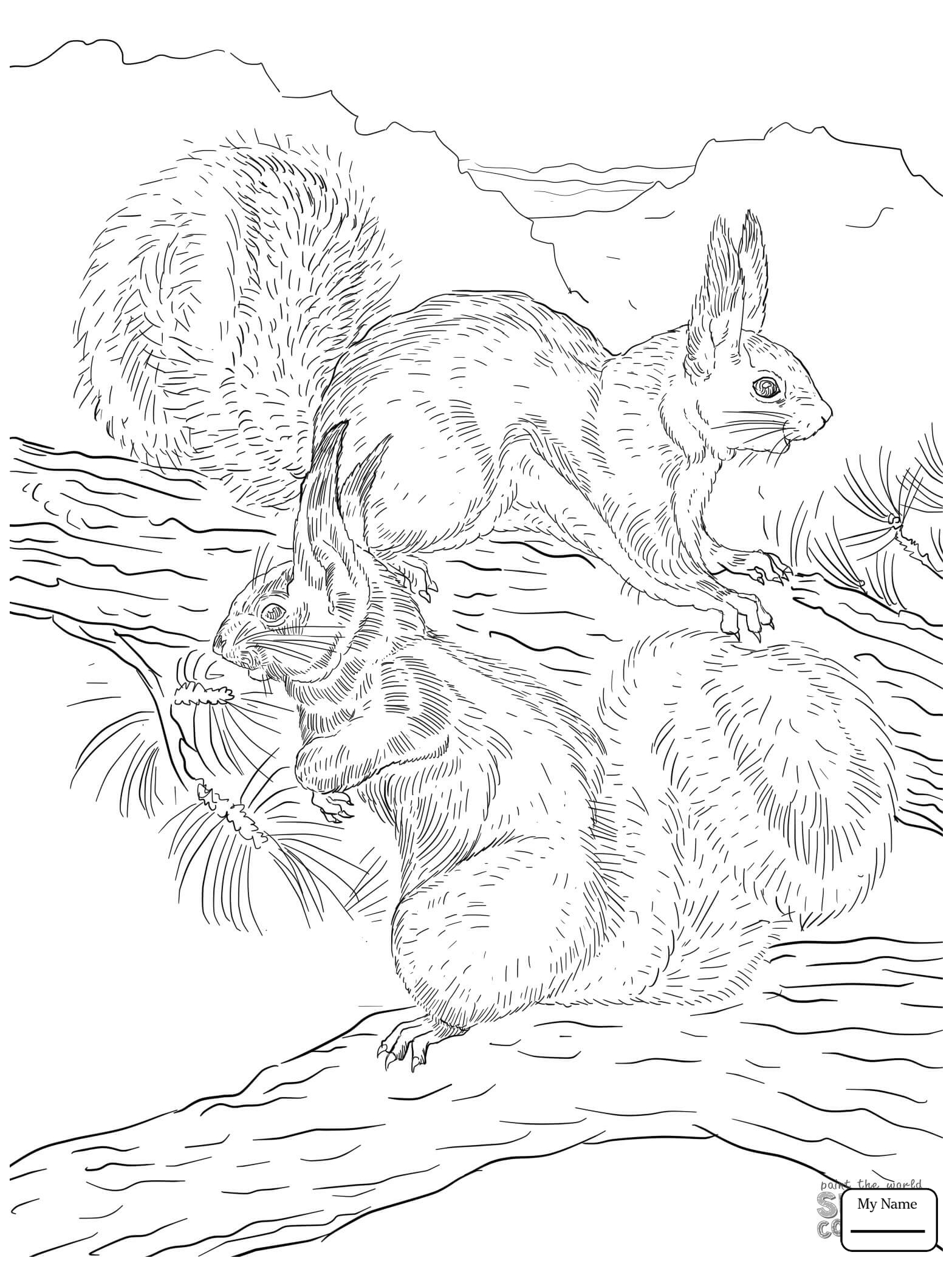1567x2089 Mammals Squirrels Crazy Cartoon Squirrel Running With Acorn
