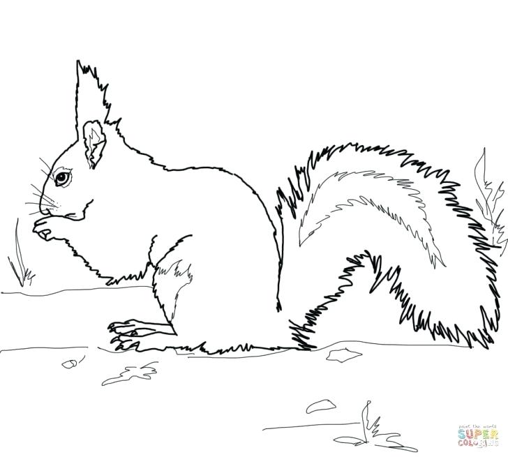 728x655 Coloring Pages Of Squirrels Baby Squirrel Coloring Page Coloring