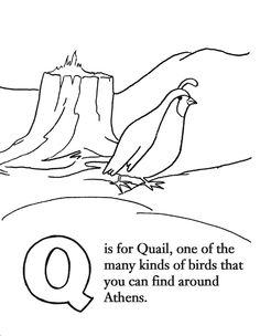 236x304 Draw A Quail