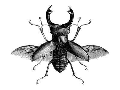 Stag Beetle Drawing