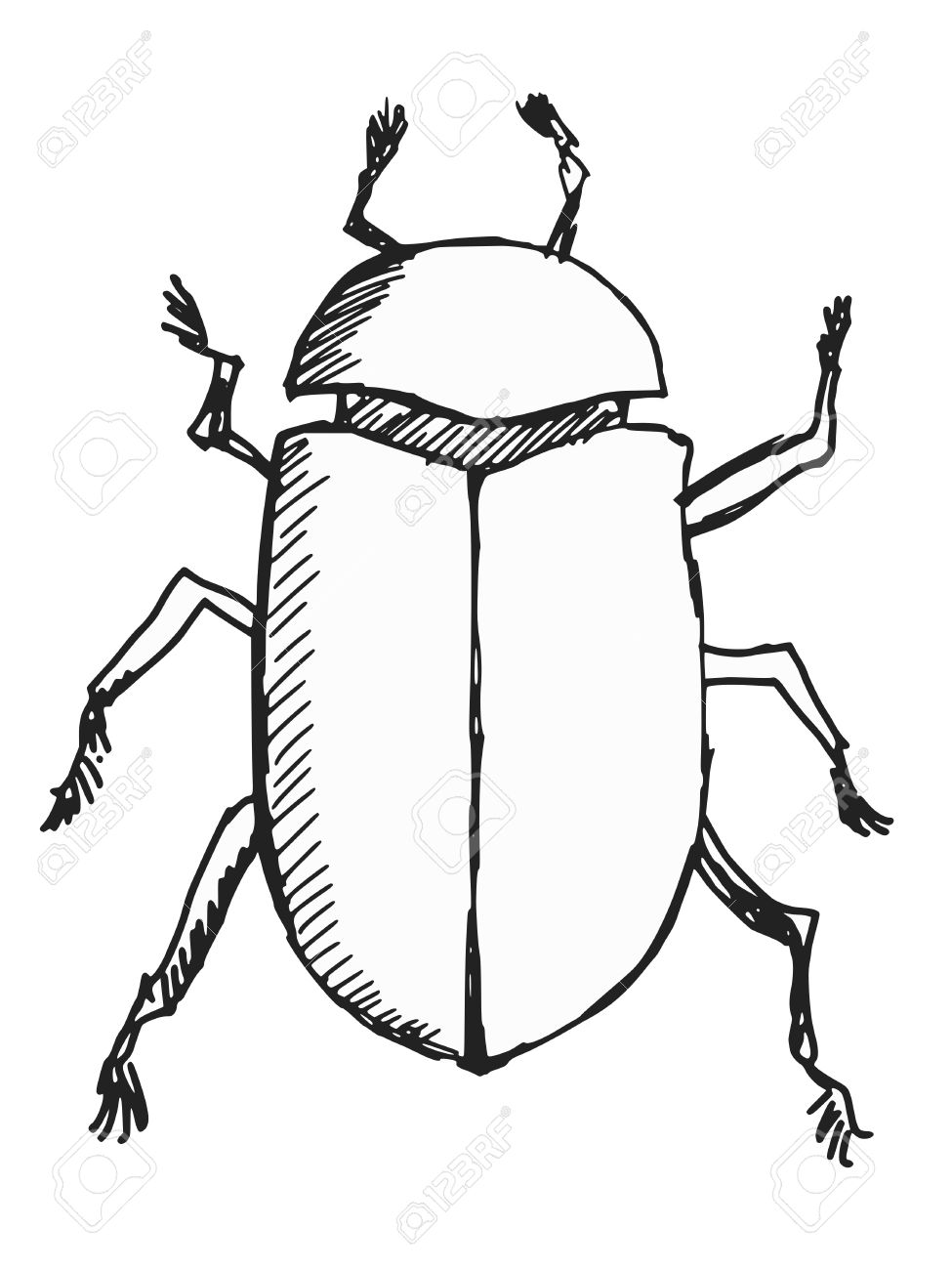 975x1300 Hand Drawn, Sketch, Doodle Illustration Of Scarab Beetle Royalty