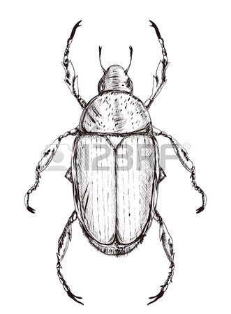 331x450 Outline Japanese Beetle Isolated White Background. Black