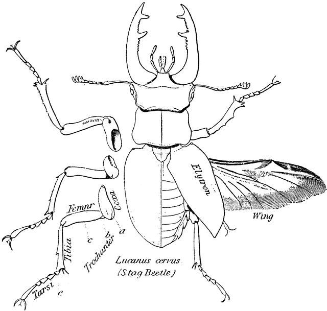 640x609 Stag Beetle Clipart Etc