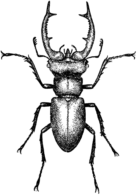 448x640 Stag Beetle Drawing Rorschach Collection