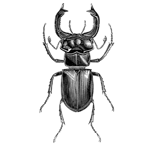 300x300 Stag Beetle Letterpress Card Twine Amp Co.