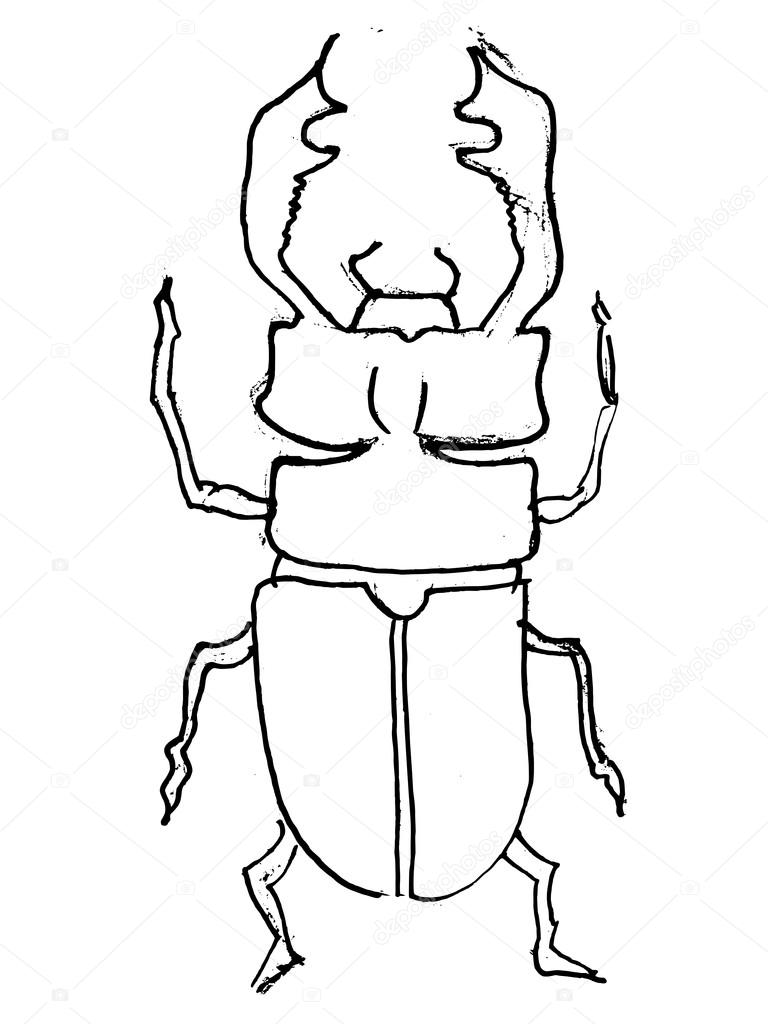 768x1024 Stag Beetle Stock Vector Perysty