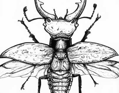 404x316 Beetle Sketch On Behance