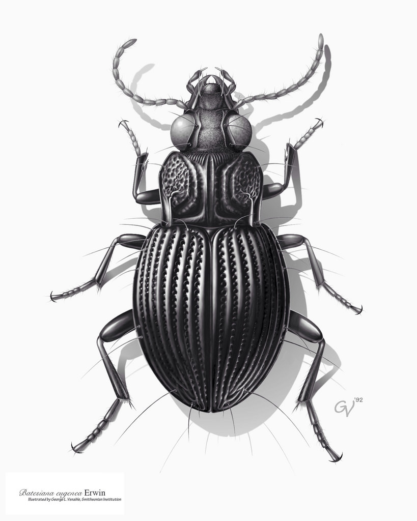 819x1024 The World's Newest Photos Of Beetle And Drawing