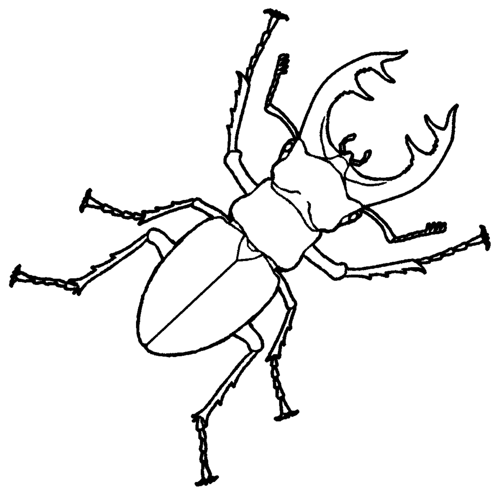 1024x1024 Stag Beetle Drawing