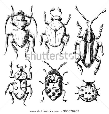 450x470 Drawn Beetles