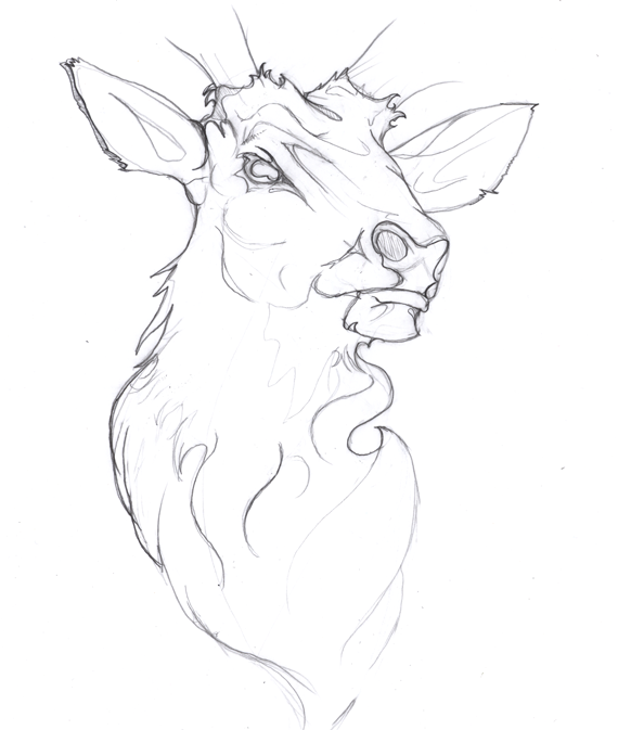 570x673 Red Stag Mascot Design By Go Media