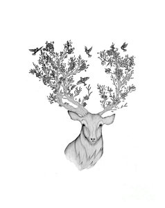 238x300 Stag Drawings