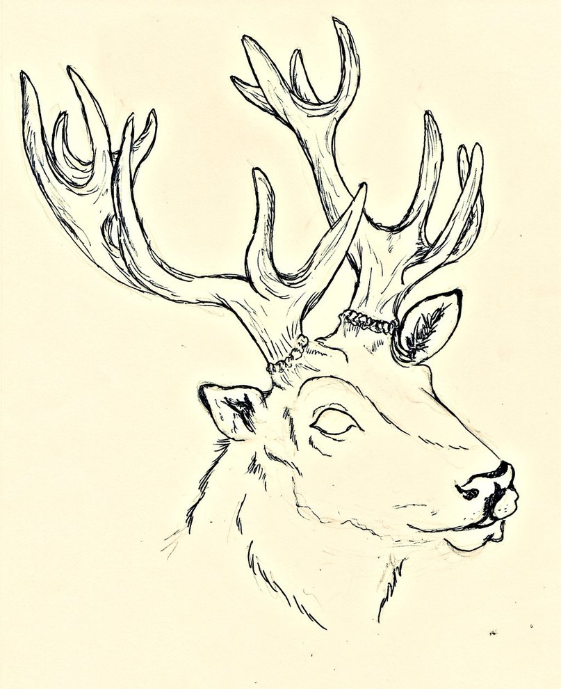 807x990 Stag Sketch By Blackice Wolf