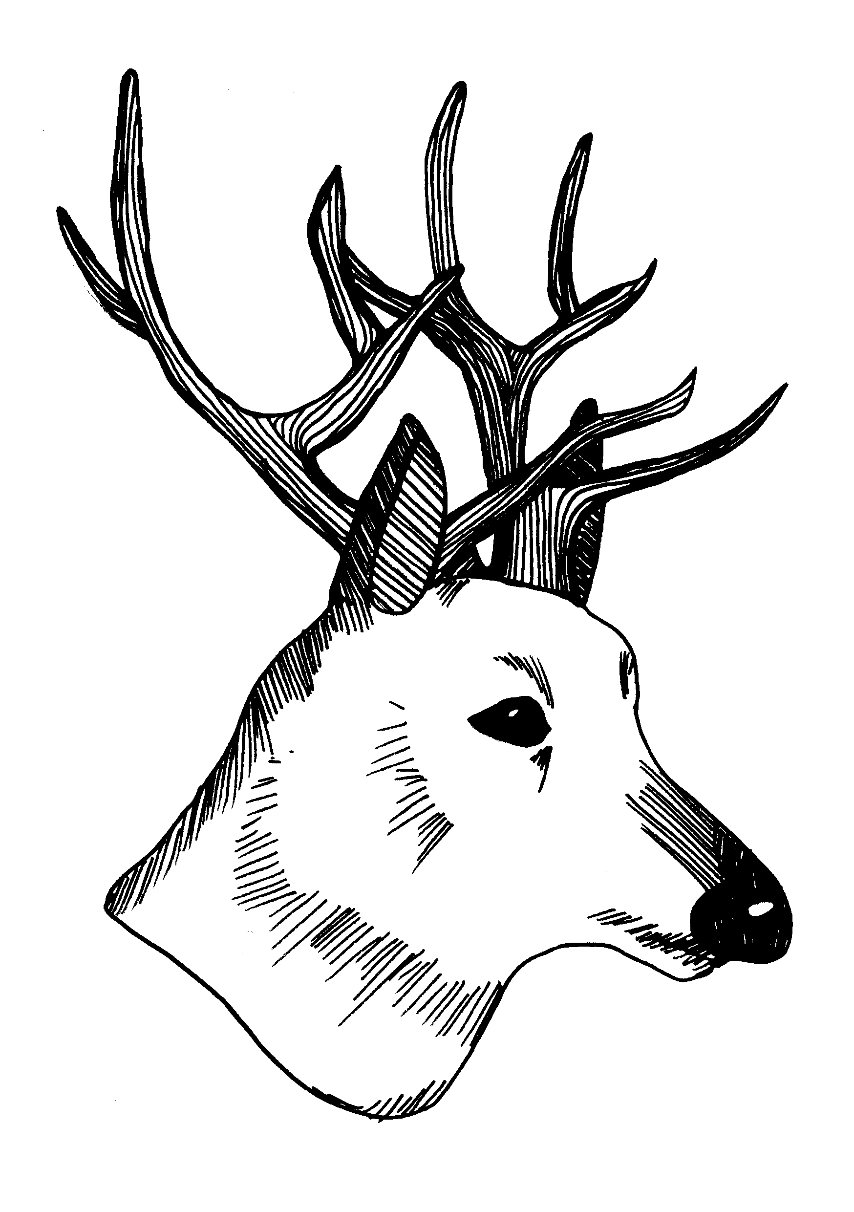 1748x2480 Stag Samantha Hall Design