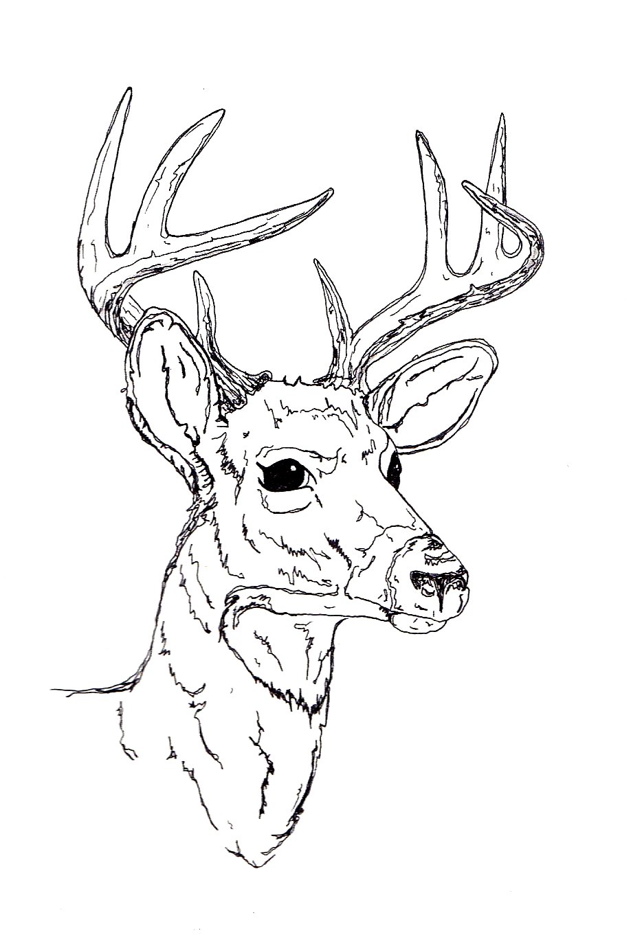 918x1364 Yecats Wolliw Stag Drawings