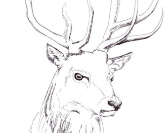 340x270 Stag Head Print Etsy