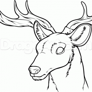 300x300dult How To Draw Deer How To Draw Deer Nose. How To Draw