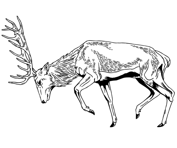 595x500 Frenchman Vs Stag