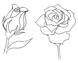 329x266 How To Draw Roses