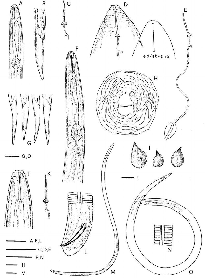 850x1155 Line Drawings Of Meloidogyne Baetica N. Sp. Second Stage Juveniles