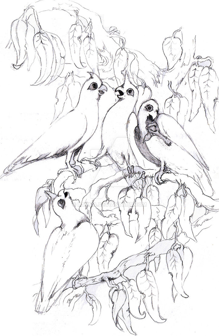 723x1106 Stagee Of Cockatoo Drawing By Lakma