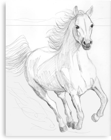 436x550 Running Arabian Horse Pencil Drawing Metal Prints By Teddie