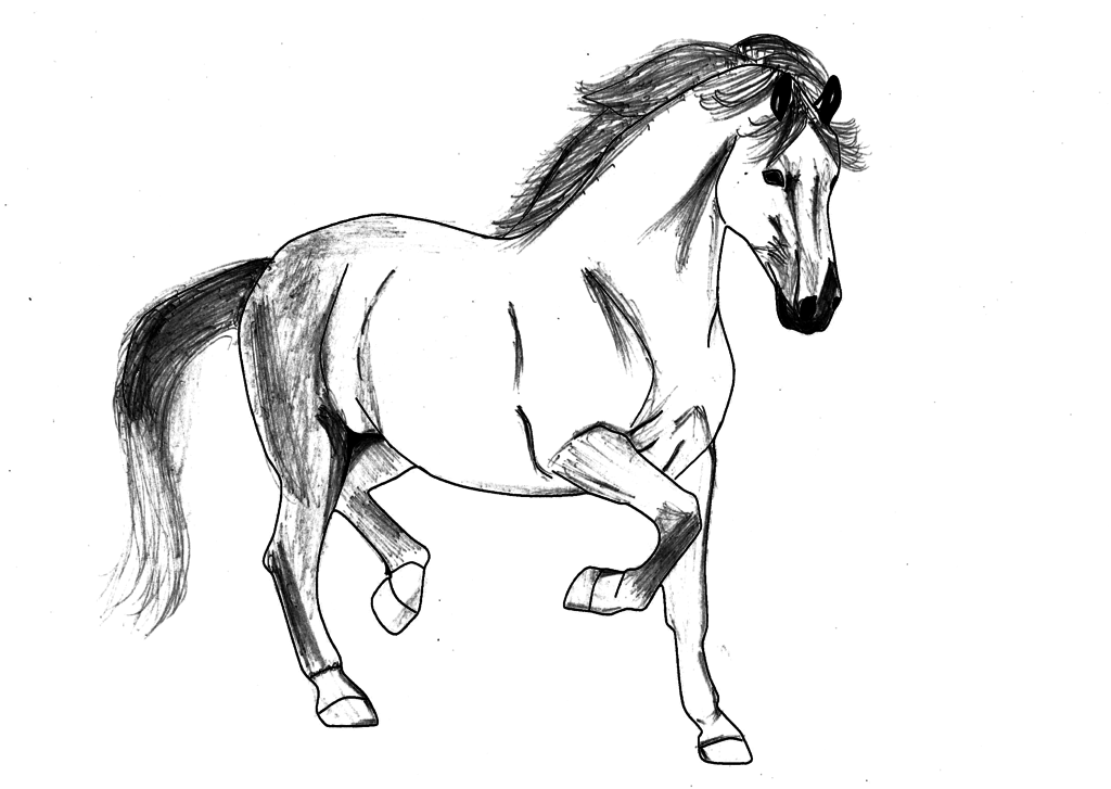 1024x727 Stallion Sketch By Zeeshiking