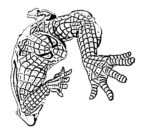 567x544 Spiderman Coloring Pages