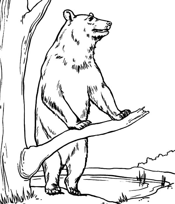 600x699 Brown Bear Standing Beside A Tree Coloring Pages Best Place To Color