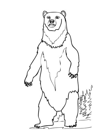 360x480 Brown Bear Standing Up Coloring Page Free Printable Coloring Pages