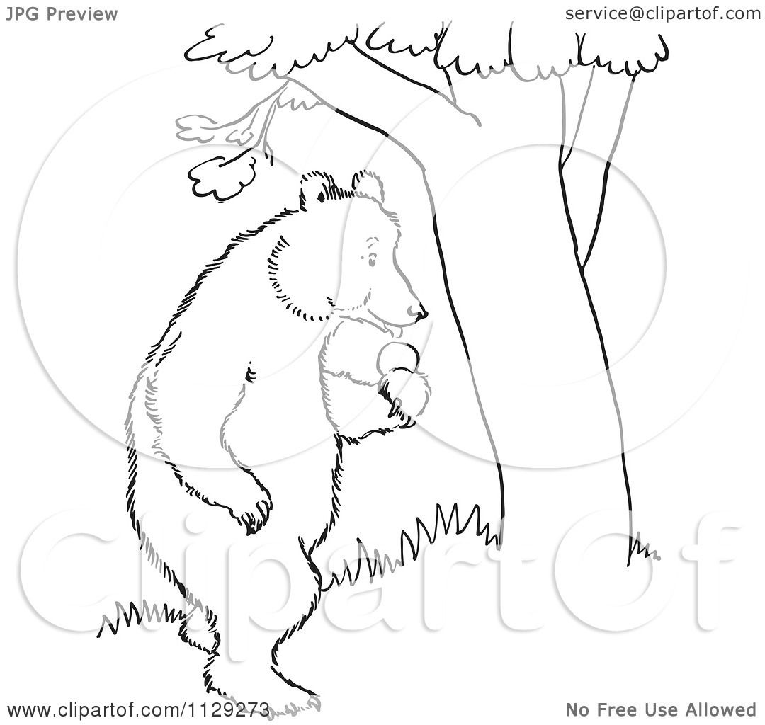 1080x1024 Cartoon Clipart Of An Outlined Standing Bear With Apples By A Tree