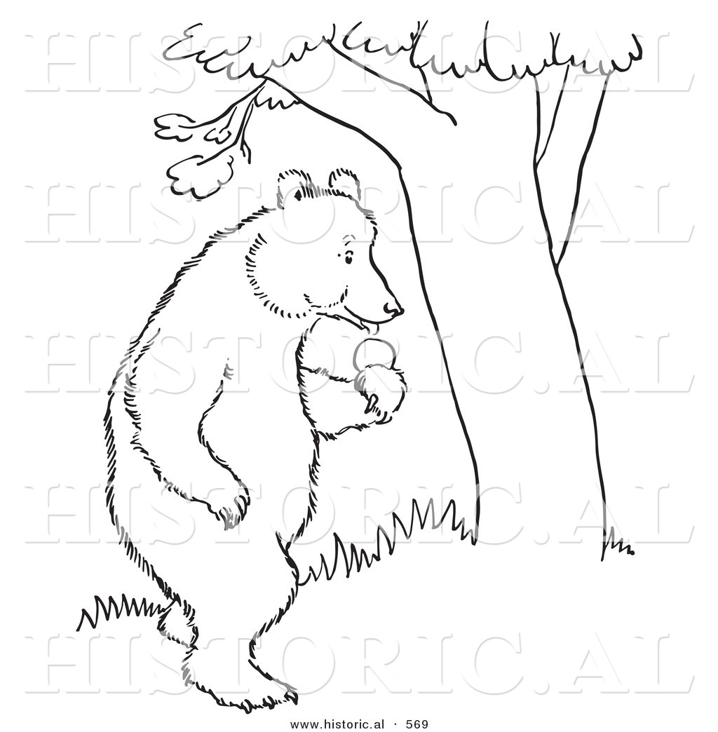 1024x1044 Historical Vector Illustration Of A Bear Standing With An Apple