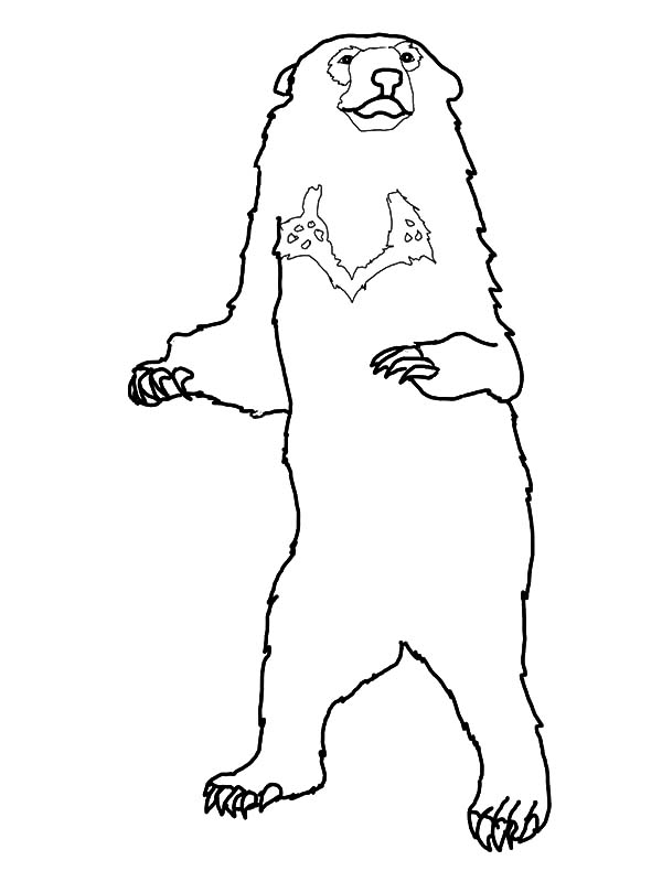 600x800 Honey Bear Standing Tall Coloring Pages Coloring Sky