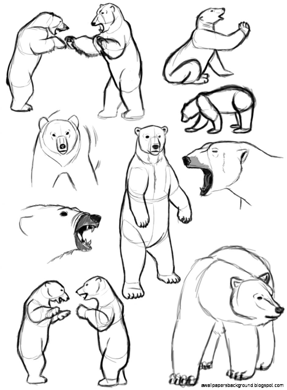 940x1277 Standing Bear Drawing Wallpapers Background