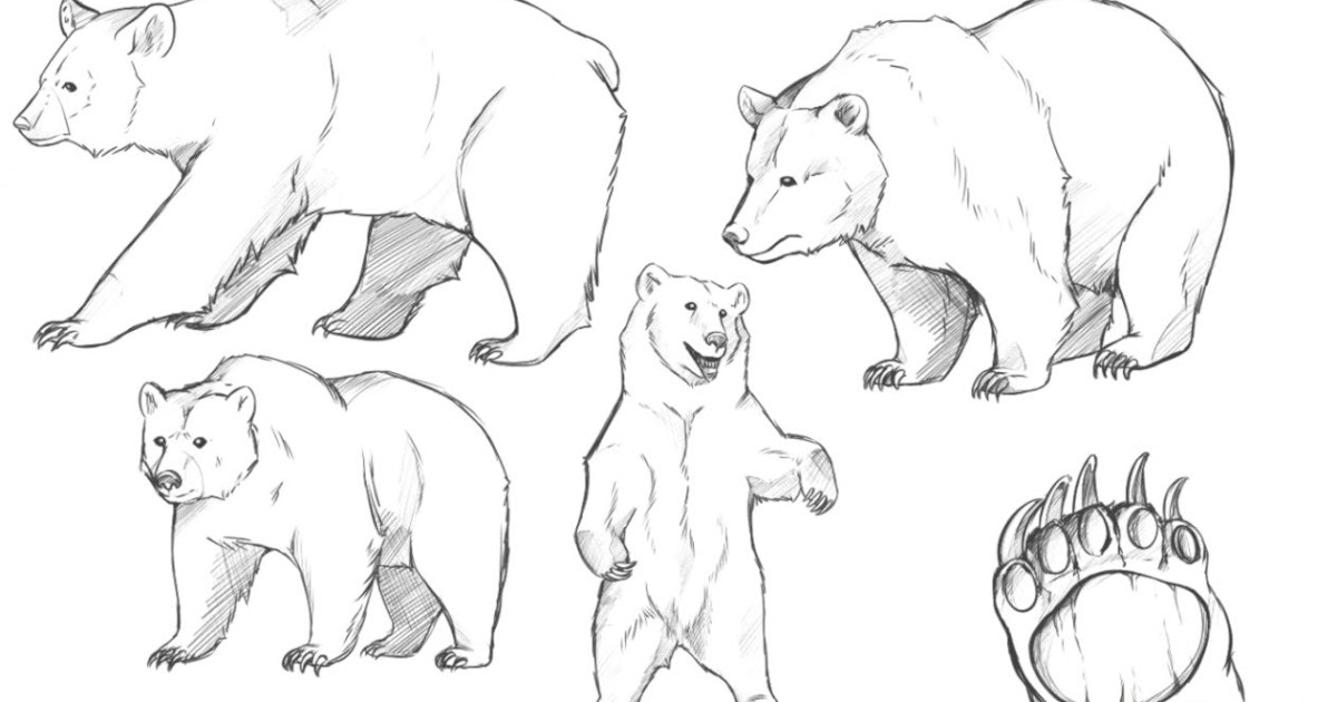 1200x630 Bear Drawing Wallpapers Background