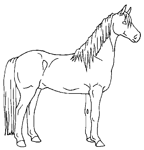 Standing Horse Drawing at GetDrawings | Free download