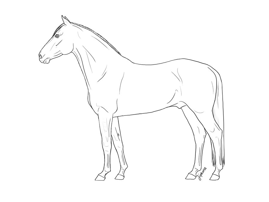 900x675 Warmblood Lineart By Jiphorse On Color Horses