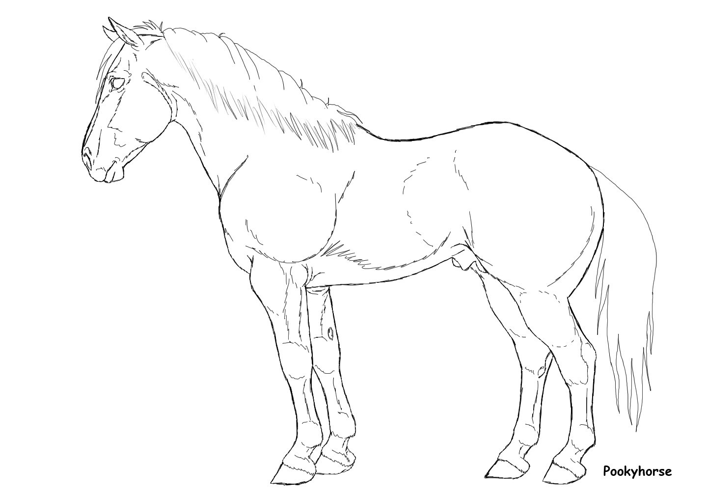 1440x1008 Stock Horse Stallion Lineart By Pookyhorse