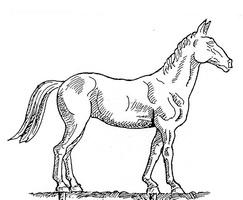 243x200 Hm Scale Link