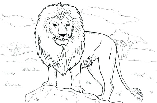 600x393 Beautiful Coloring Page Of A Lion New
