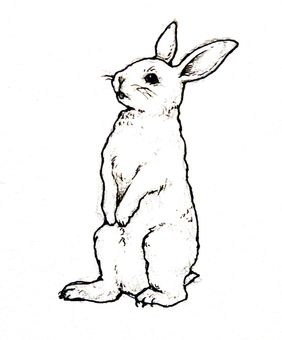 282x340 Free Cliparts Rabbit, Rabbit