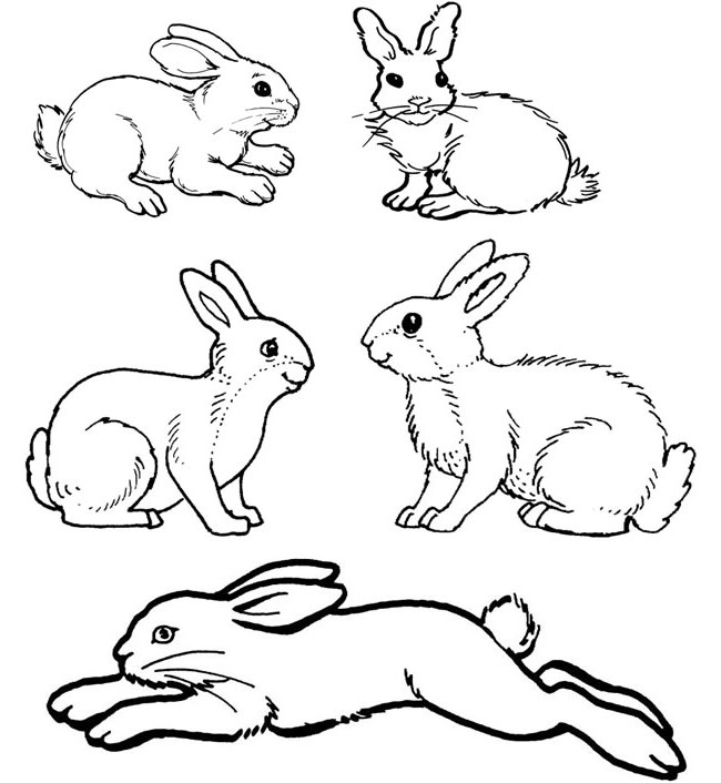 Standing Rabbit Drawing at GetDrawings | Free download