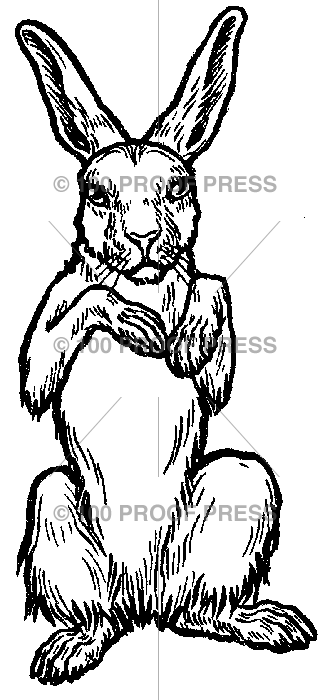 330x700 5667 Standing Rabbit