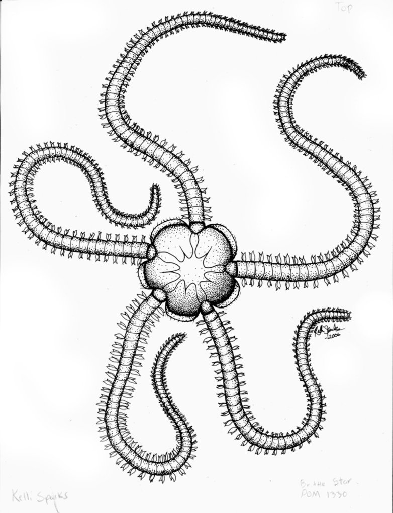 782x1021 Brittle Star By Greenchikin