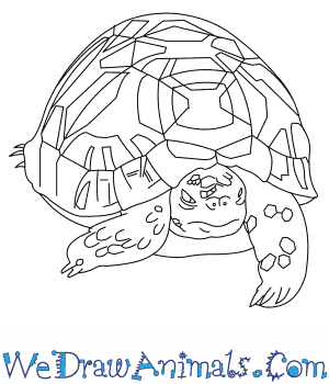 300x350 How To Draw An Indian Star Tortoise